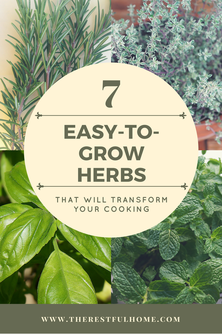 7 easy-to-grow herbs