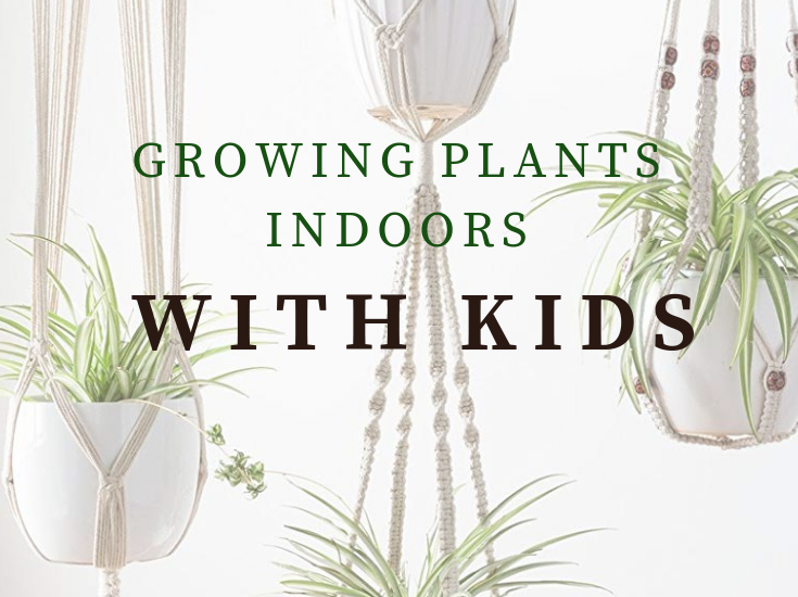 growing plants indoors with kids graphic