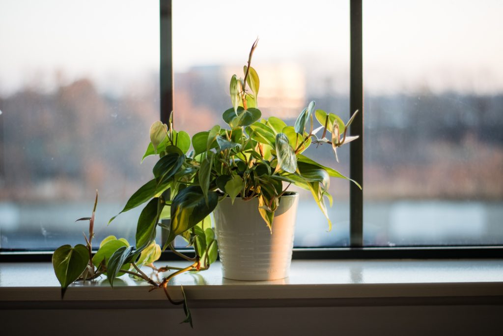 growing plants indoors with kids houseplants windowsill