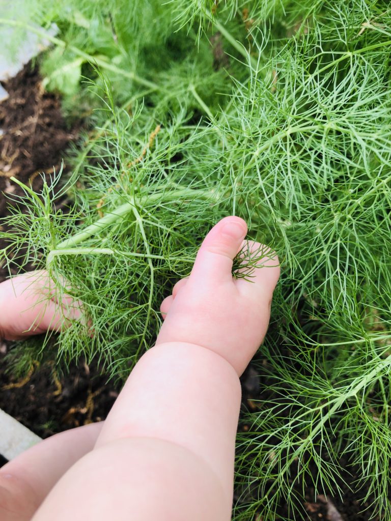 happiness baby hands gardening