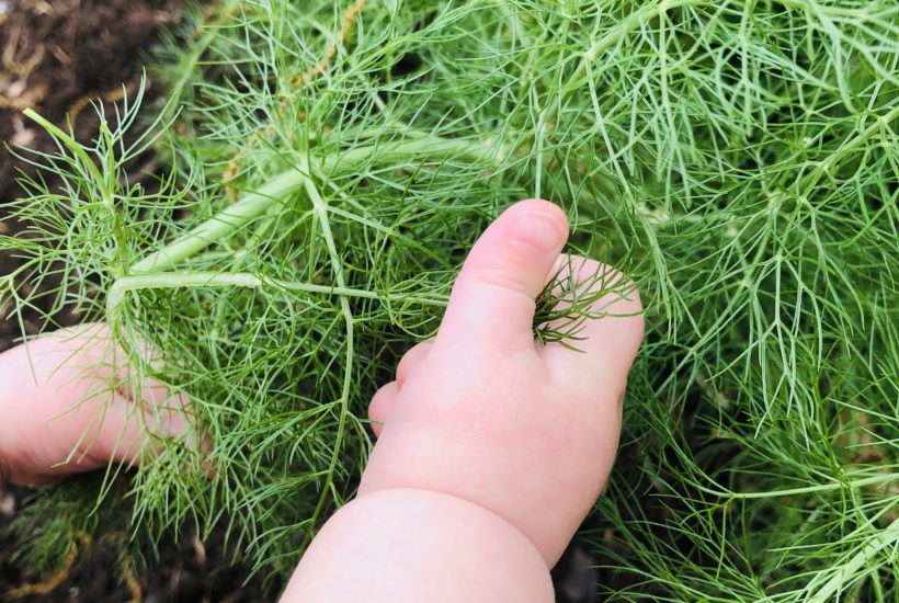 happiness baby hands gardening