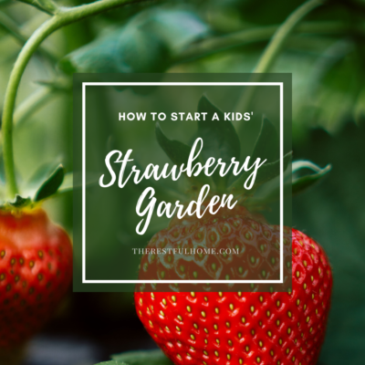growing a strawberry garden with kids