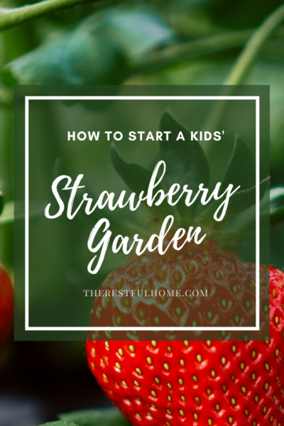 growing a strawberry garden with kids